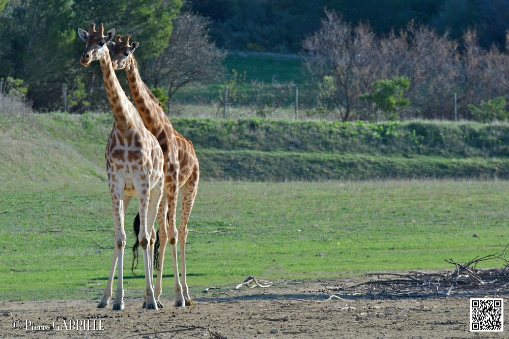 girafe_6735.jpg