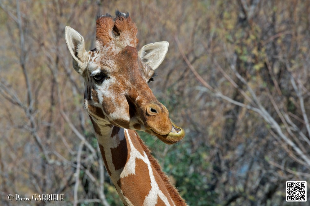 girafe_6858.jpg