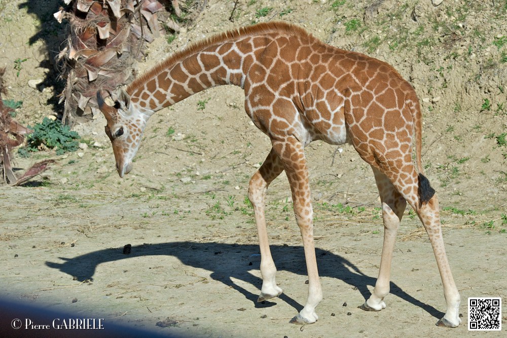 girafe_6865.jpg