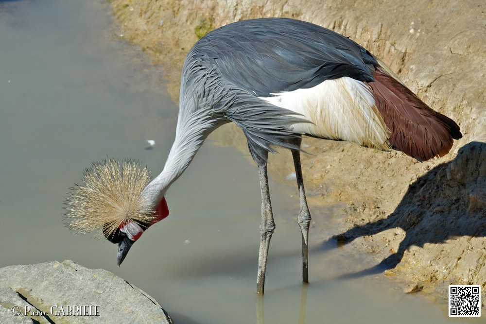 grue-couronnee_6968.jpg