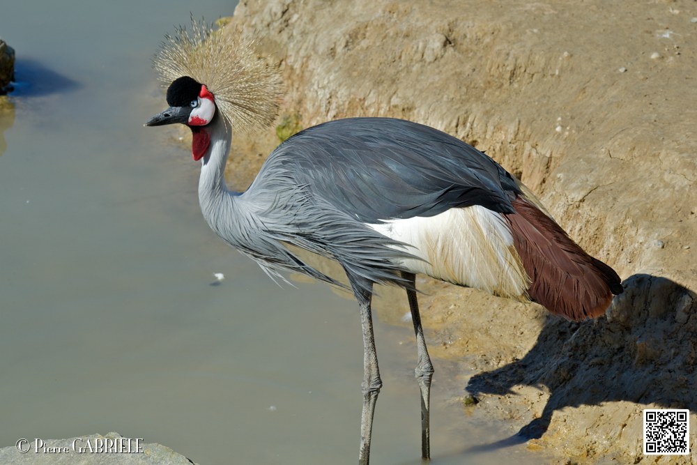 grue-couronnee_6969.jpg