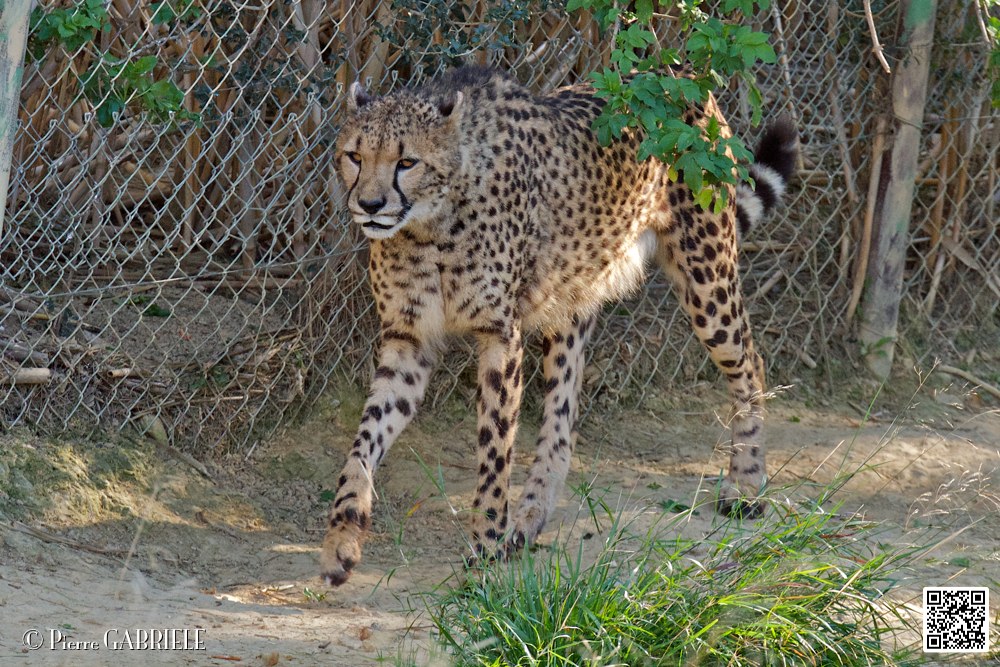 guepard_7082.jpg