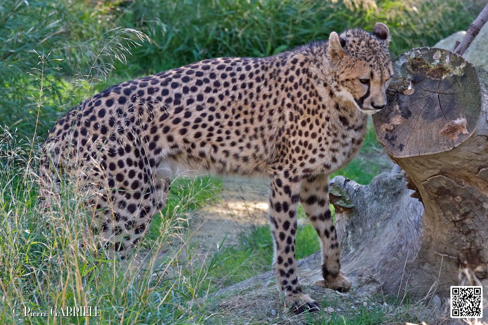guepard_7088.jpg