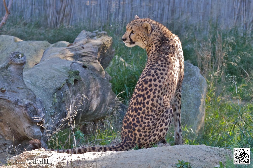 guepard_7091.jpg
