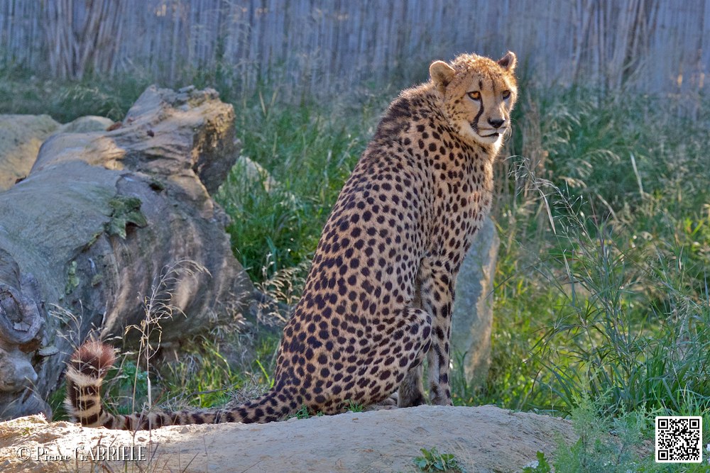 guepard_7093.jpg
