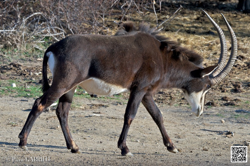 hippotragues-noirs_6698.jpg