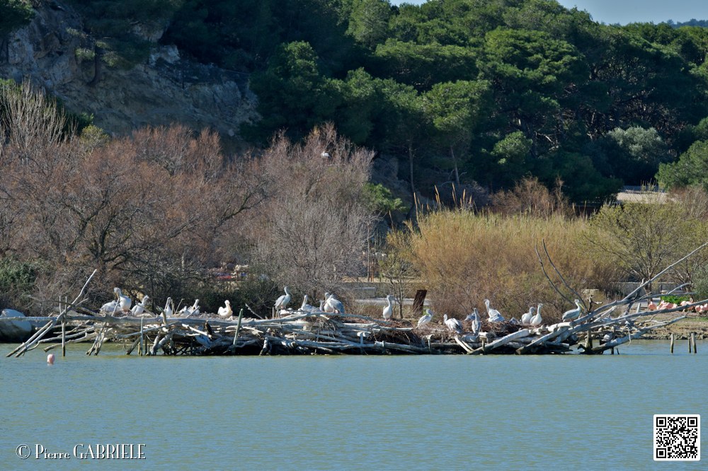 ile-aux-pelicans_6946.jpg