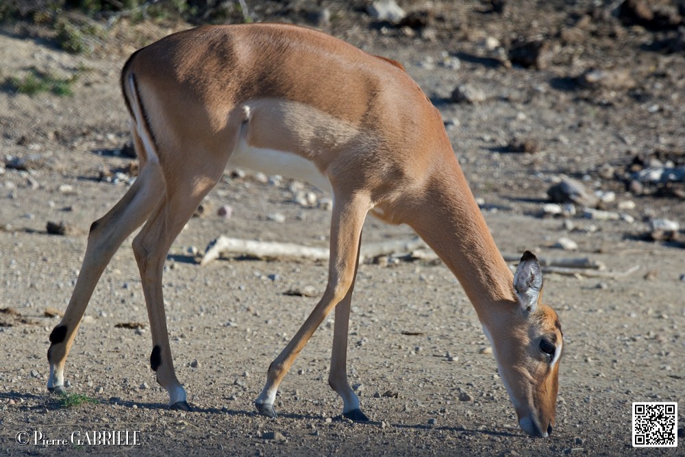 impalas_6702.jpg
