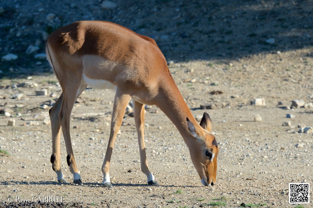 impalas_6704.jpg