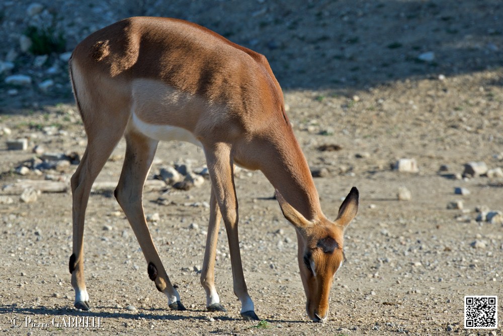 impalas_6705.jpg