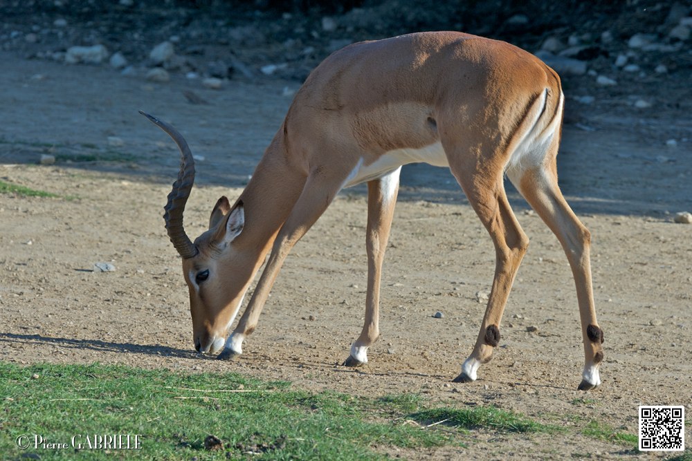 impalas_6706.jpg