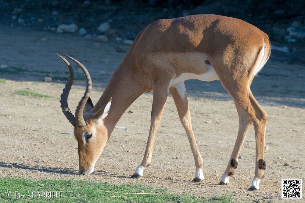 impalas_6707.jpg