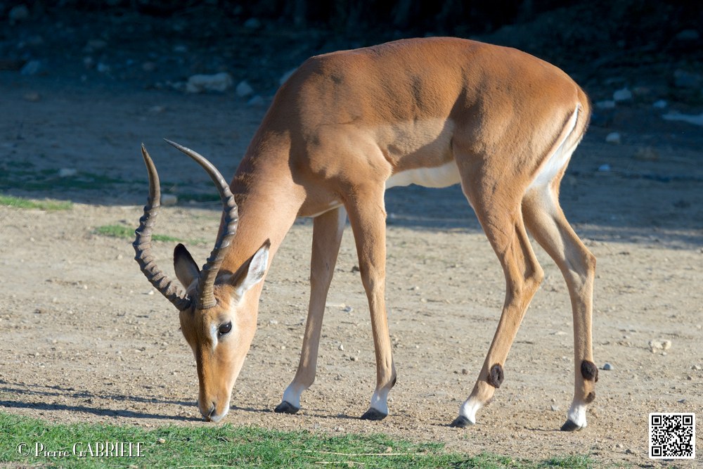 impalas_6708.jpg