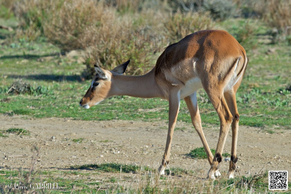 impalas_6709.jpg