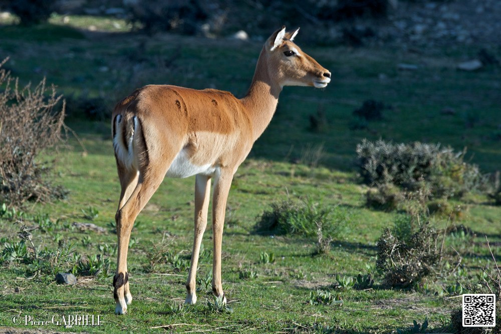 impalas_6714.jpg
