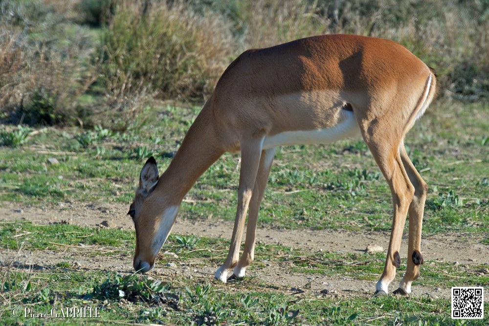 impalas_6715.jpg