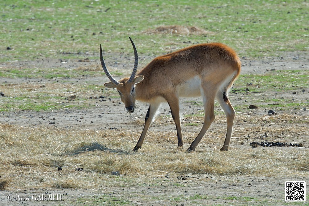 impalas_7008.jpg