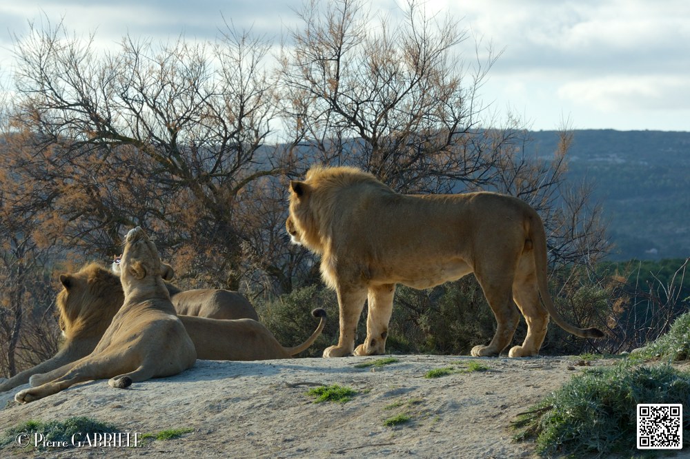 lion-lionne_7142.jpg