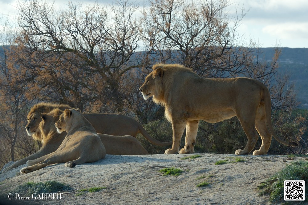 lion-lionne_7143.jpg