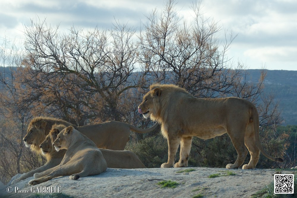 lion-lionne_7144.jpg