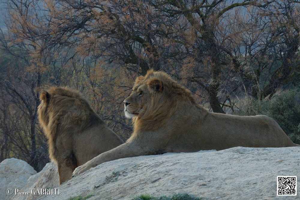lion-lionne_7147.jpg