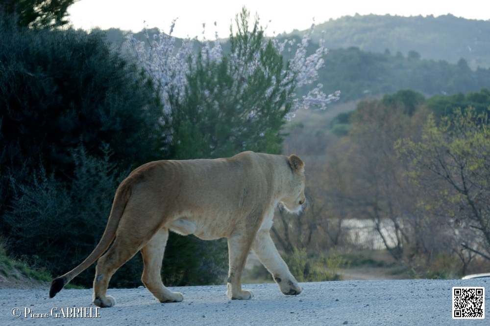 lion-lionne_7148.jpg