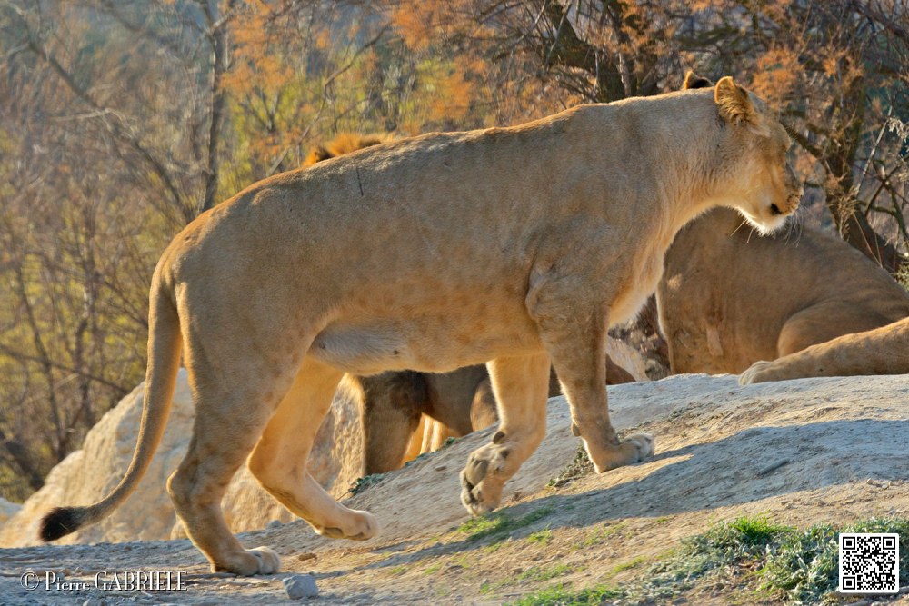 lion-lionne_7153.jpg