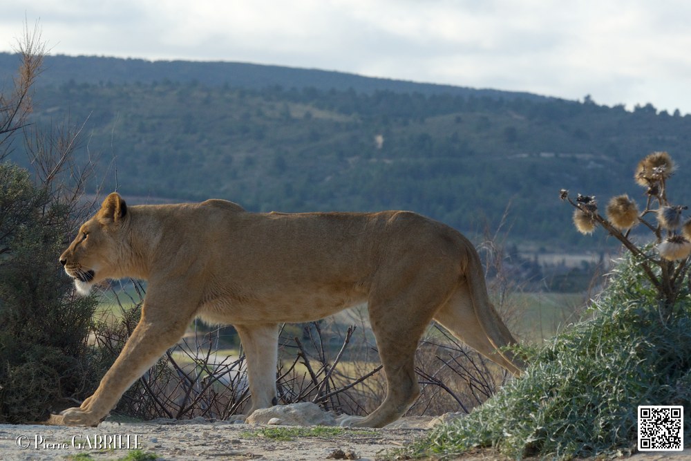 lion-lionne_7156.jpg