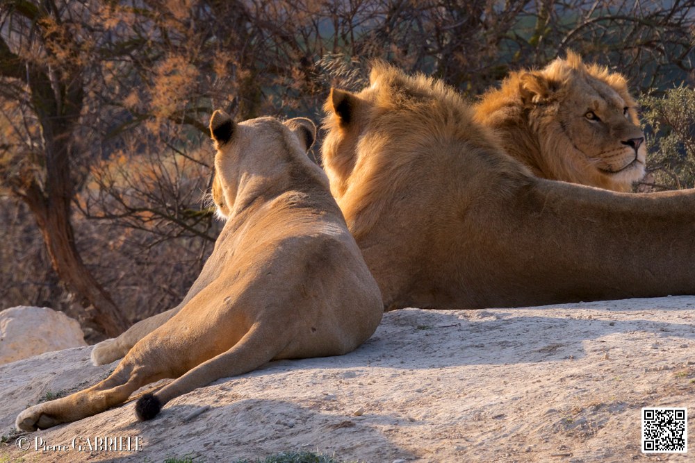 lion-lionne_7158.jpg