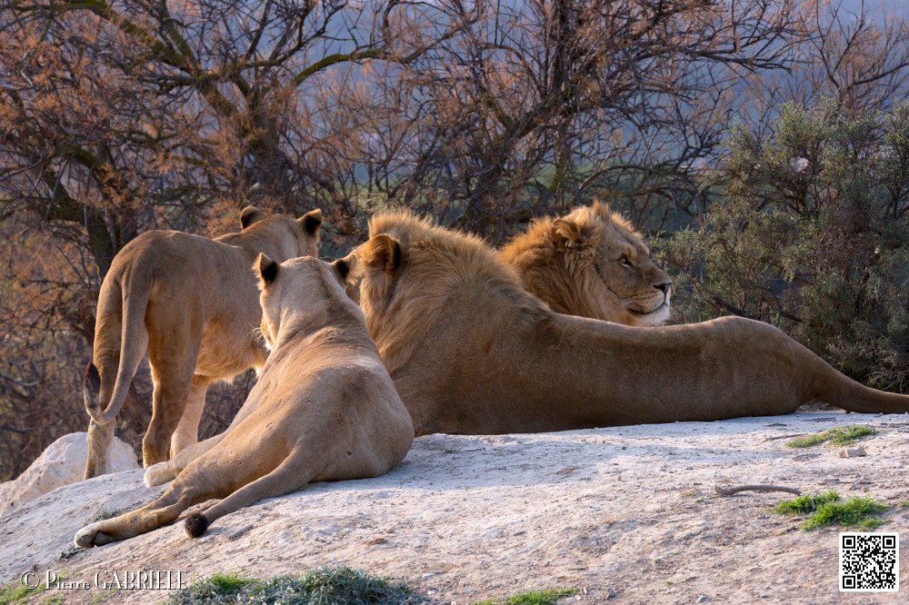 lion-lionne_7159.jpg