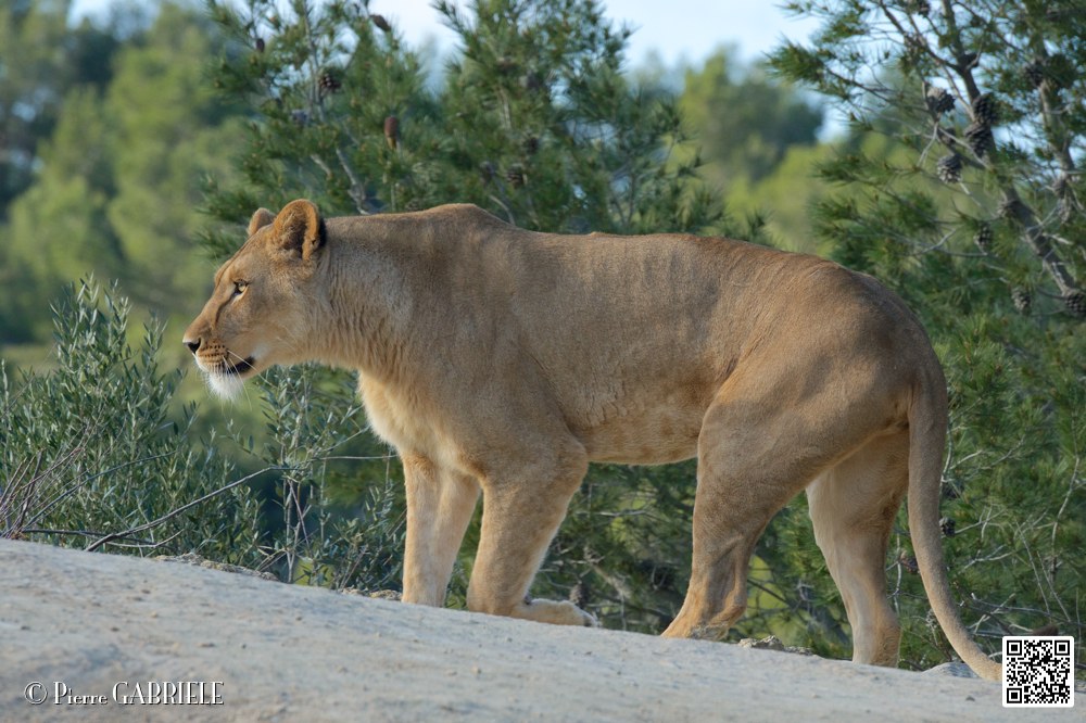 lion-lionne_7160.jpg