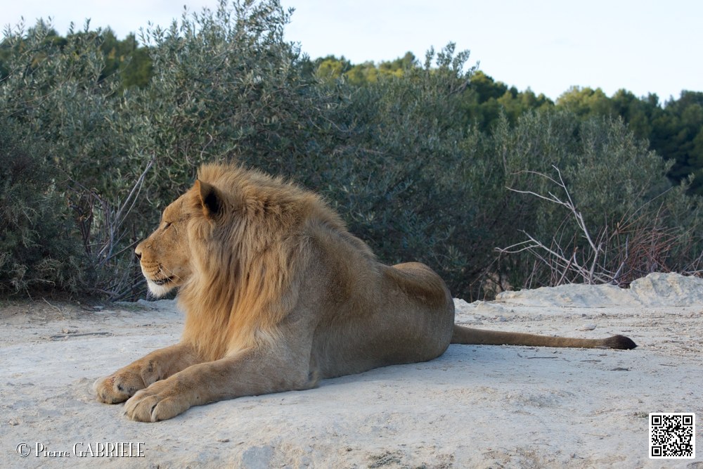 lion-lionne_7165.jpg