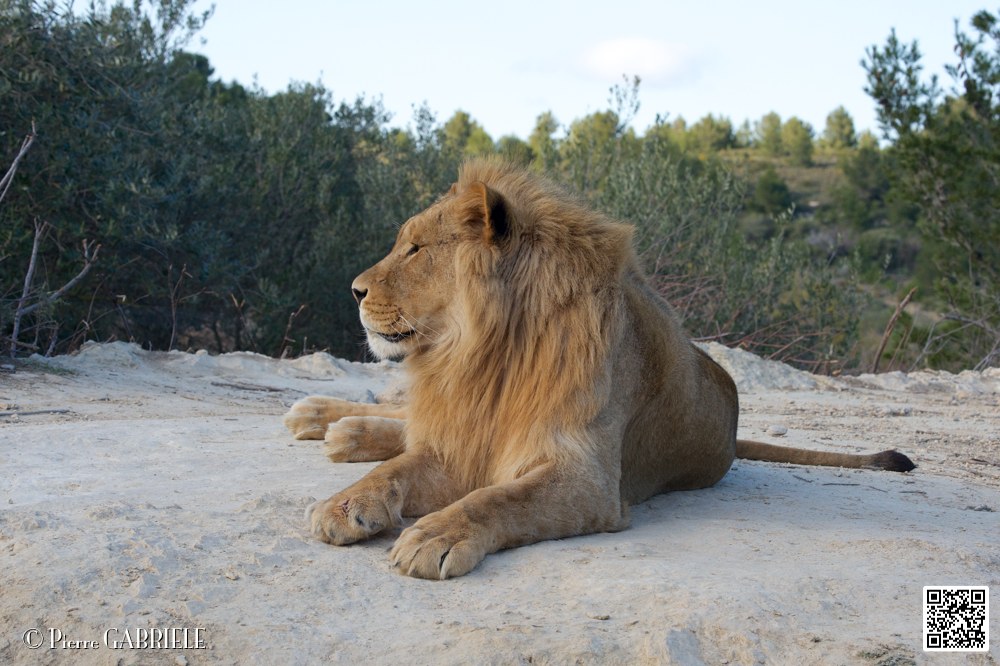 lion-lionne_7166.jpg