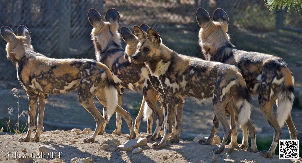 lycaon_7096.jpg