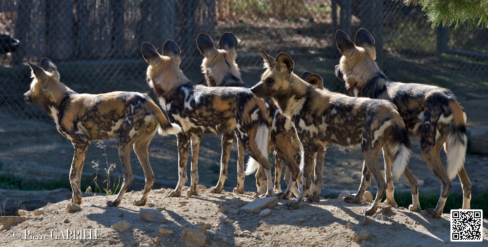 lycaon_7097.jpg
