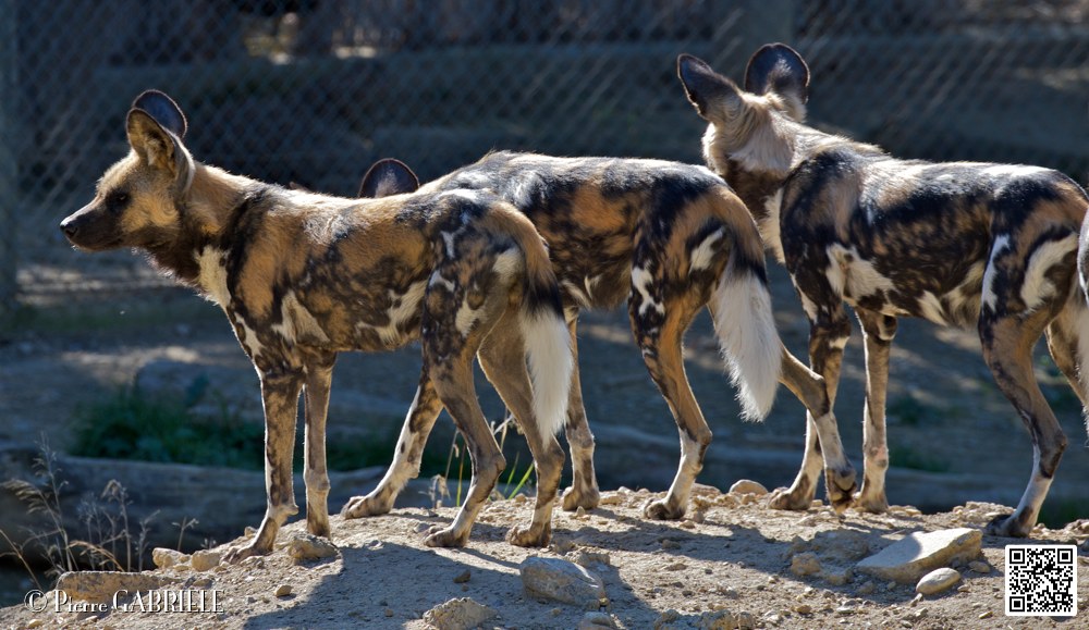 lycaon_7098.jpg
