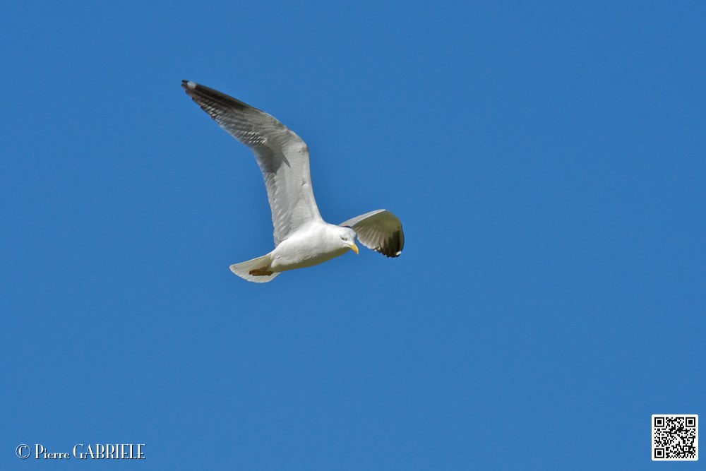mouette_7047.jpg