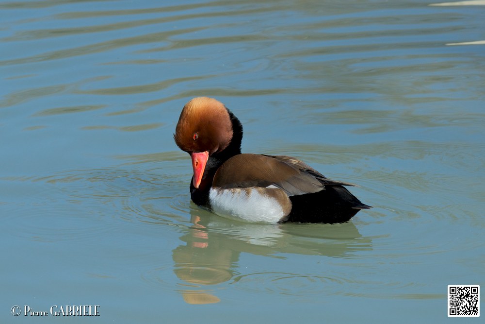 nette-rousse_6950.jpg