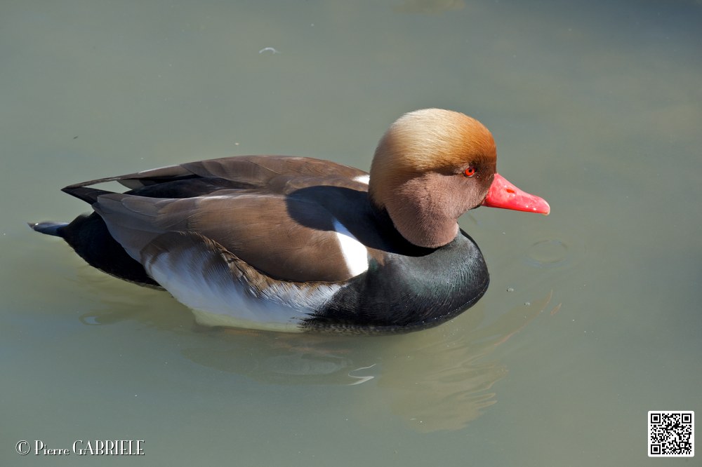 nette-rousse_6952.jpg