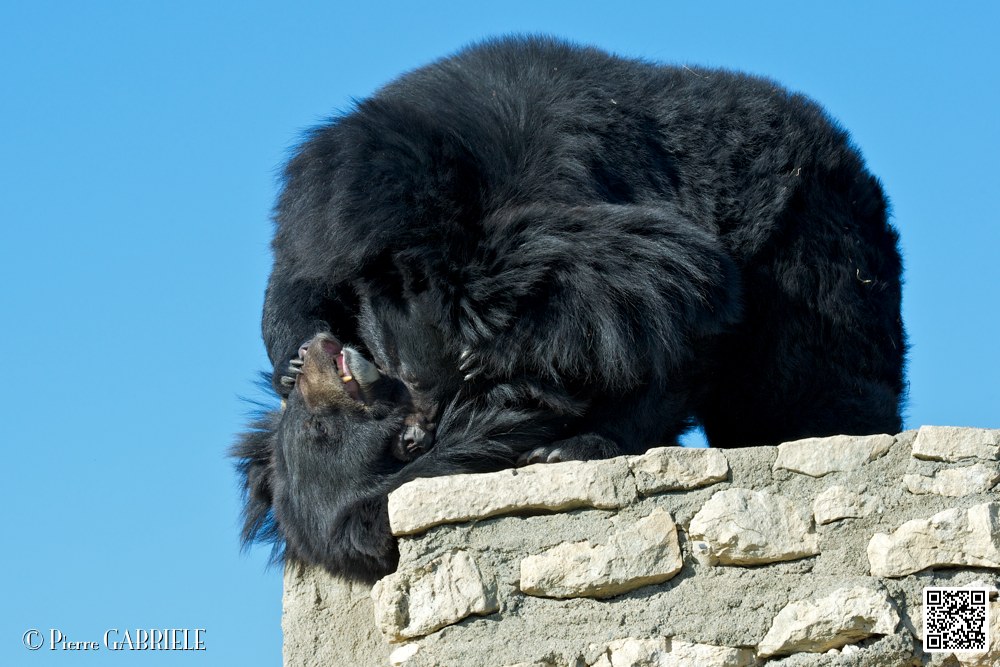 ours-du-tibet_6751.jpg