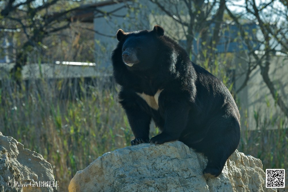 ours-du-tibet_6754.jpg