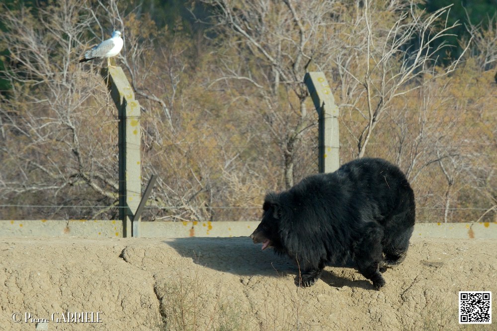 ours-du-tibet_7136.jpg