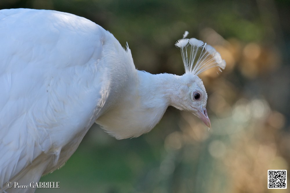 paon-blanc_6875.jpg