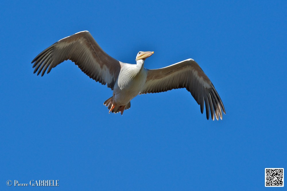 pelican_6893.jpg