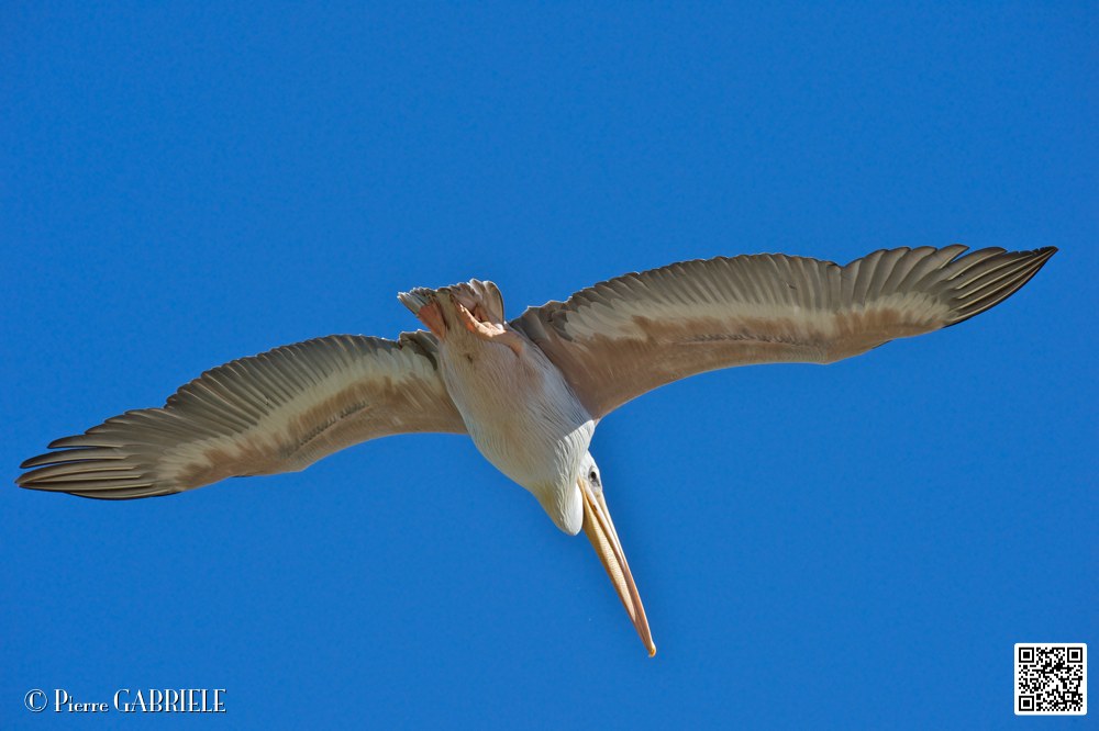 pelican_6894.jpg