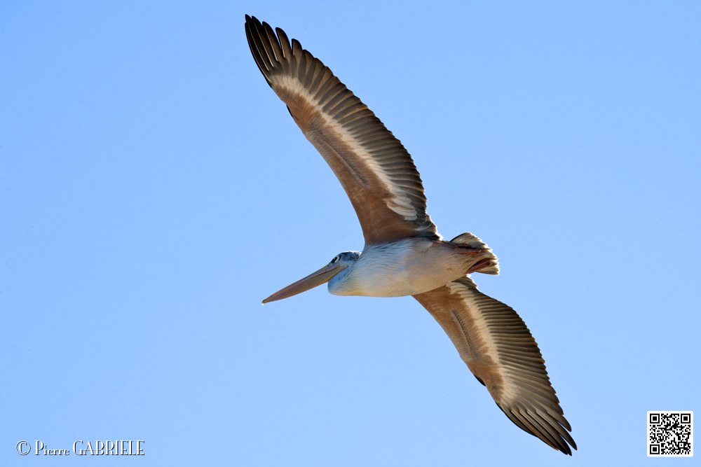 pelican_6896.jpg
