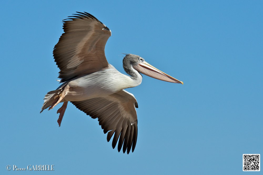 pelican_6897.jpg