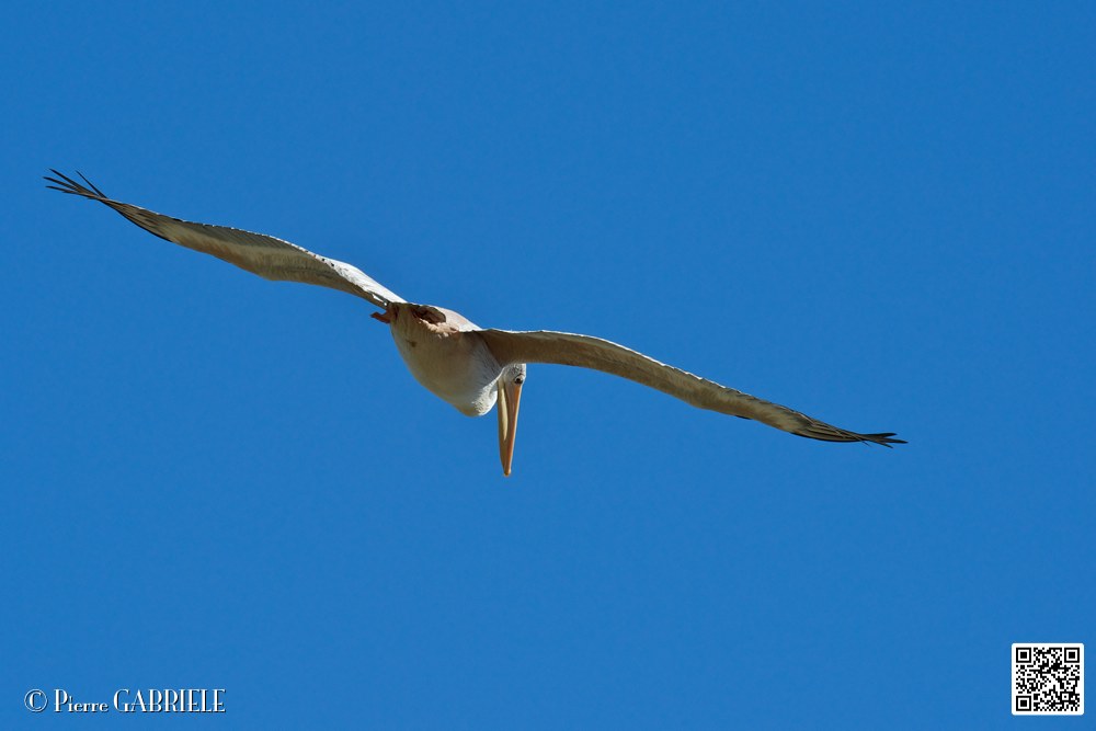 pelican_6906.jpg