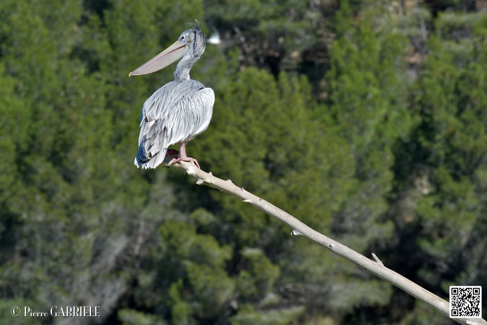 pelican_6923.jpg