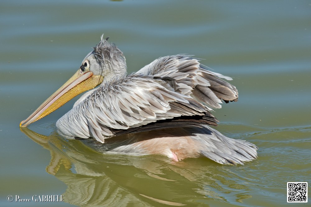 pelican_6924.jpg